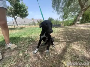 Oskar   kleiner Galgo-Mix mit großem Entdeckerherz