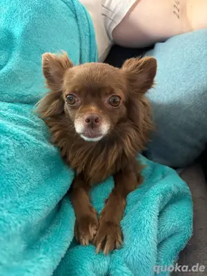Chihuahua-Dame sucht neues Zuhause