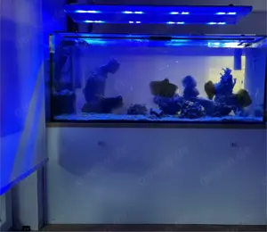 Meerwasser Aquarium Meerwasseraquarium  Bild 2