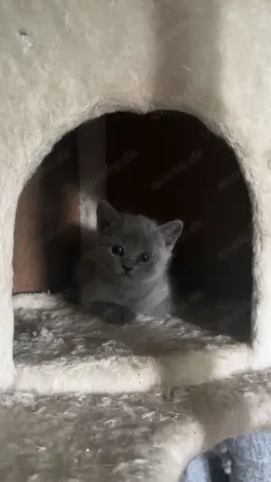 Bkh mix russisch blau Bild 5