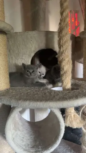 Bkh mix russisch blau Bild 4