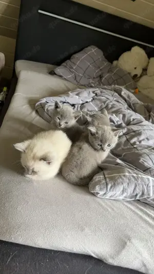 Bkh mix russisch blau Bild 6