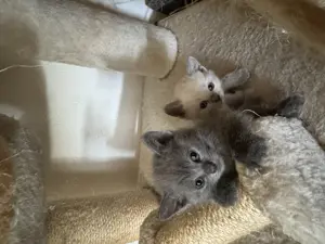 Bkh mix russisch blau Bild 3