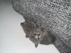 Bkh mix russisch blau Bild 2