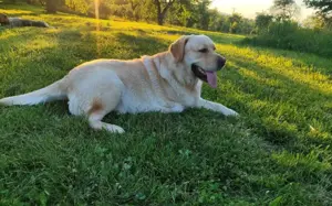 Labbi-Mix Toivo kommt auch als Dreibein prima zurecht