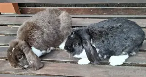 Zwergkaninchen  Pärchen  Bild 4