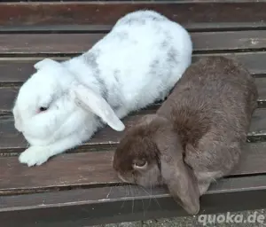 Zwergkaninchen  Pärchen  Bild 2