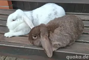Zwergkaninchen  Pärchen 