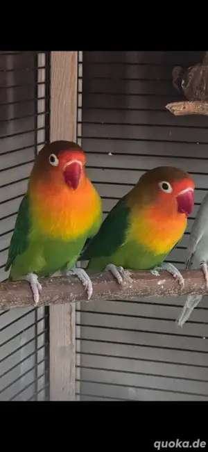 pfirsichköpfchen als paar