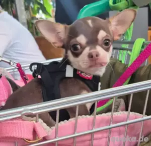 Chihuahua, Mini, Ahnentafel, Rüde,  8 Monate jung,  Ahnentafel,  EU Ausweis,  vollständig geimpft us Bild 5