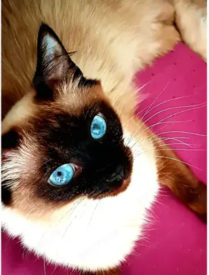 Wunderschöne Siam Balinesen Kitten