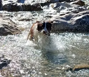 Deckrüde Border collie  Bild 2