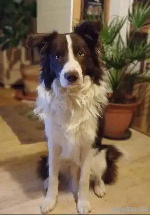 Deckrüde Border collie  Bild 3