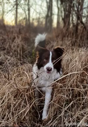 Deckrüde Border collie  Bild 5