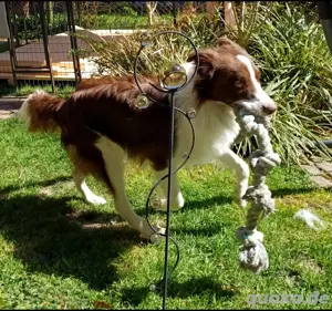 Deckrüde Border collie  Bild 4
