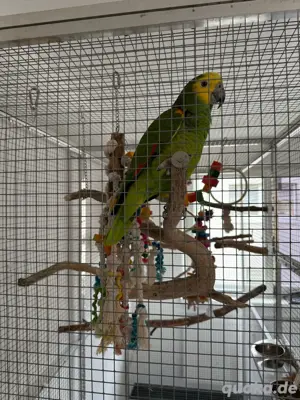 blaustirnamazone  Bild 2