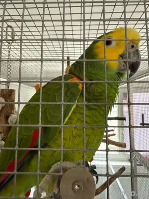 blaustirnamazone  Bild 3