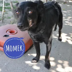 Momek, gehorsamer, lieber und menschenbezogener Mischlingsrüde mit interessanter Zeichnung