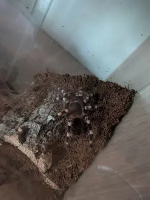 Vogelspinne Acanthoscuria geniculata 