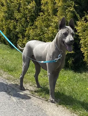 fantastische Thai Ridgeback Hündin mit FCI-Stammbaum
