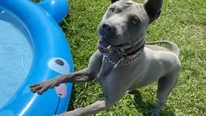 Thai Ridgeback Dog Deckrüde mit FCI-Stammbaum