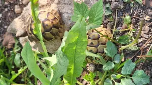 Maurische Landschildkröten 