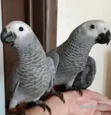 Graupapageien. Junge und Gespräch