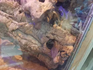 Boa constrictor Weibchen abzugeben 