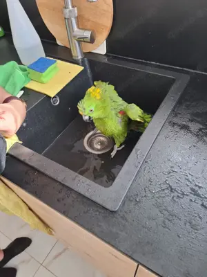 Gelbnackenamazonen Paar