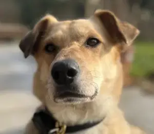 Toby 49 - sucht die menschliche Nähe, braucht aber ganz klare Strukturen.