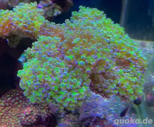 Korallen Euphyllia zum Verkauf 