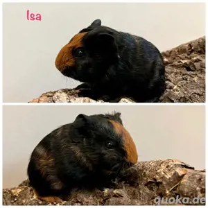 Meerschweinchen Skinnyträger Kastrat Männchen Weibchen