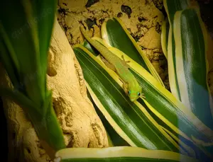 Goldstaubtagegecko - Phelsuma laticauda