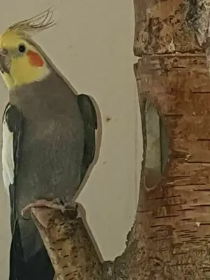  Nymphensittiche zu verkaufen   55   pro Vogel 