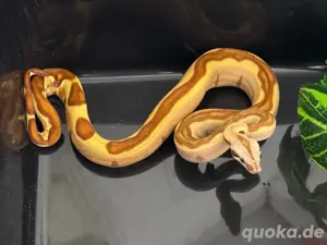 1.1 Hypo Jungle 50%het Vpi