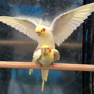  Nymphensittiche zu verkaufen   55   pro Vogel 