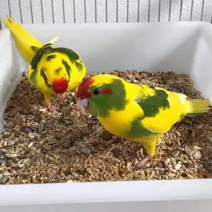 Ziegensittiche gesucht   ab 5 Tieren   Raum Berlin +100 km