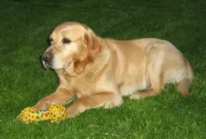 Tierkommunikation & energetisches Heilen