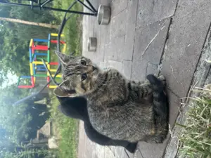 Süße Katzenbabys (5 Monate alt) kitten abzugeben in  1x befleckt > 1xGetigertä