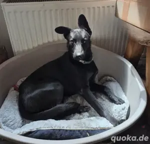 Süßer Samu sucht seine Menschen