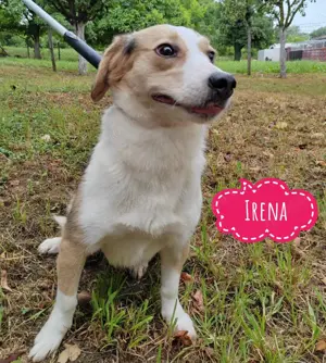 Irena braucht dringend ein ruhiges Zuhause, noch etwas schüchtern, aber lieb und verschmust