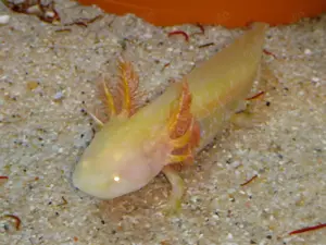 Axolotl direkt vom Züchter. Bd-geprüft. Wasserpflanzen-Begleitfische.Versand Di.-Do. Bild 6