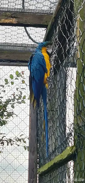 2 Gelbbrustara 1.1 2021