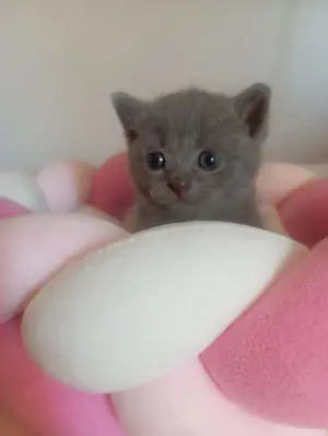  Britisch Kurzhaar Kitten