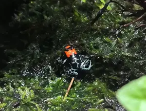 Ranitomeya benedicta