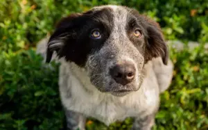 Enola kann mit Tieren & sucht Zuhause