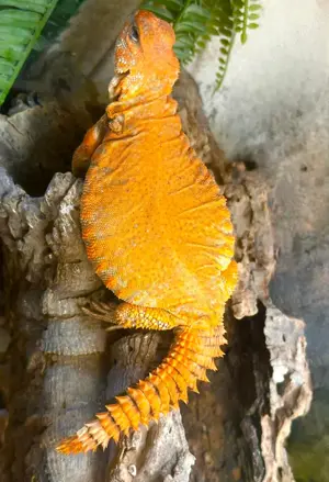Uromastyx geyri rot orange NZ 5 26 Bild 2