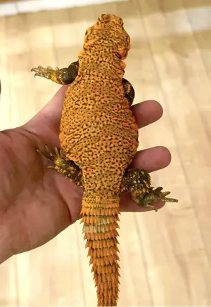 Uromastyx geyri rot orange NZ 5 26 Bild 3