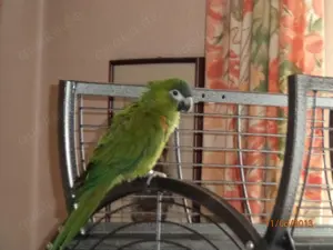 Suche junge Hahns Zwergara 