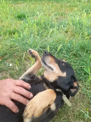 Bella2 eine treue Seele sucht ihr Für-Immer-Zuhause